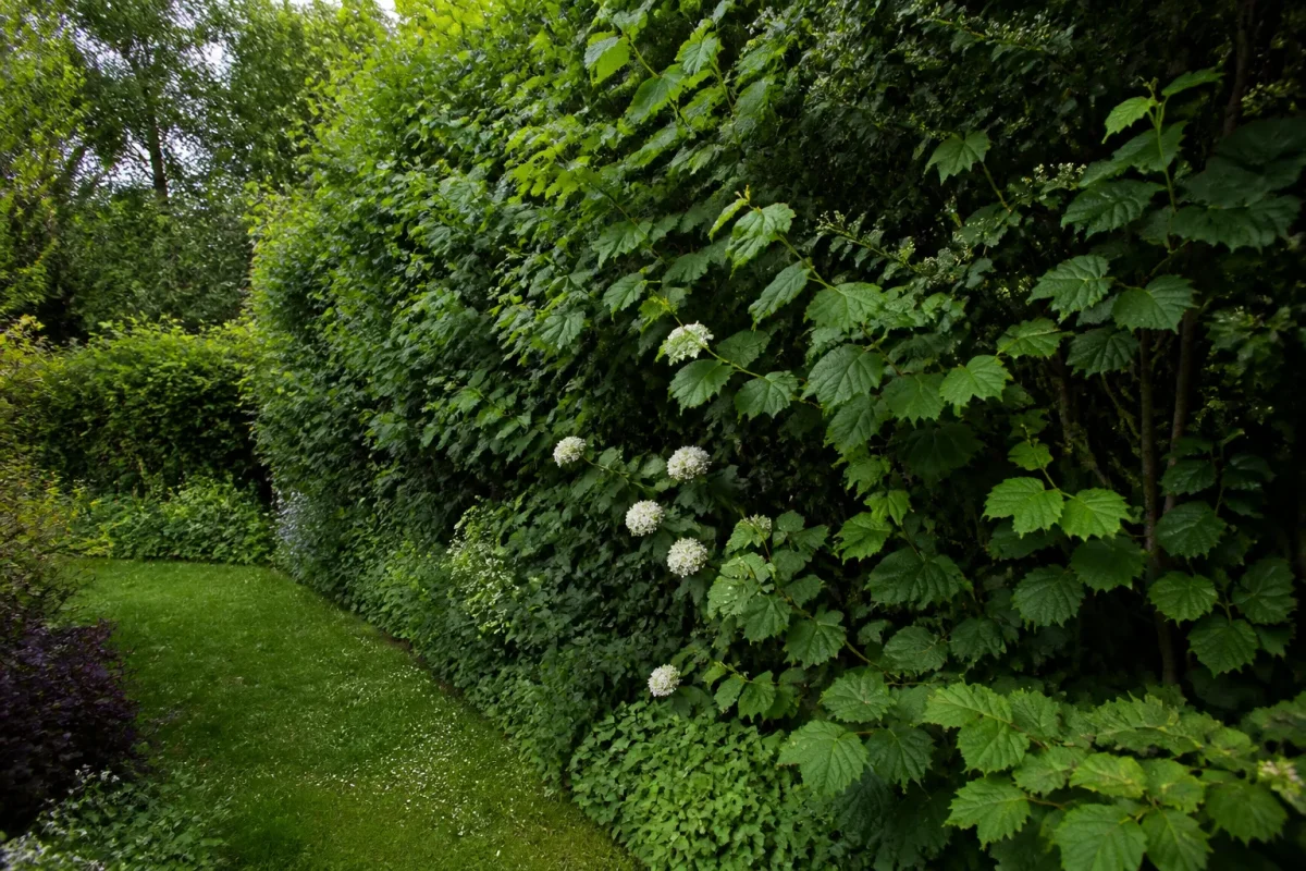 Haie touffue de noisetiers, troenes et viornes au jardin