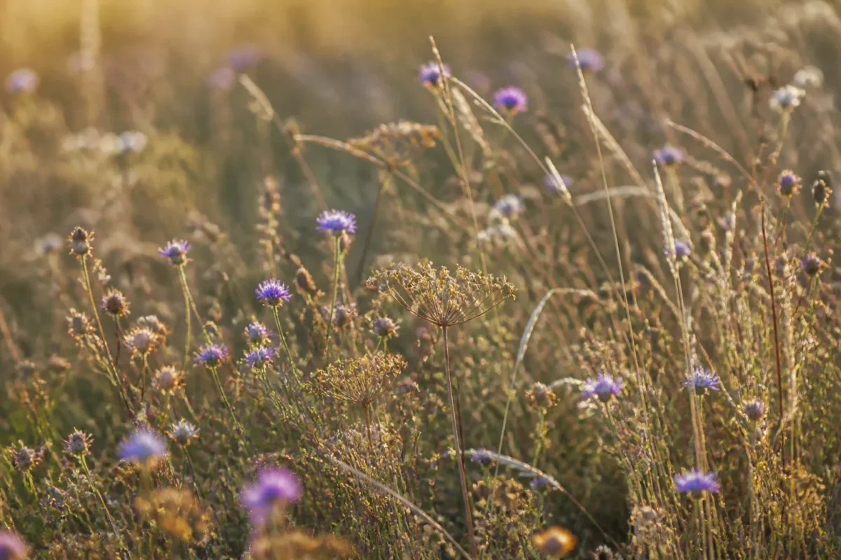 Hautes herbes fleuries et tiges seches au soleil