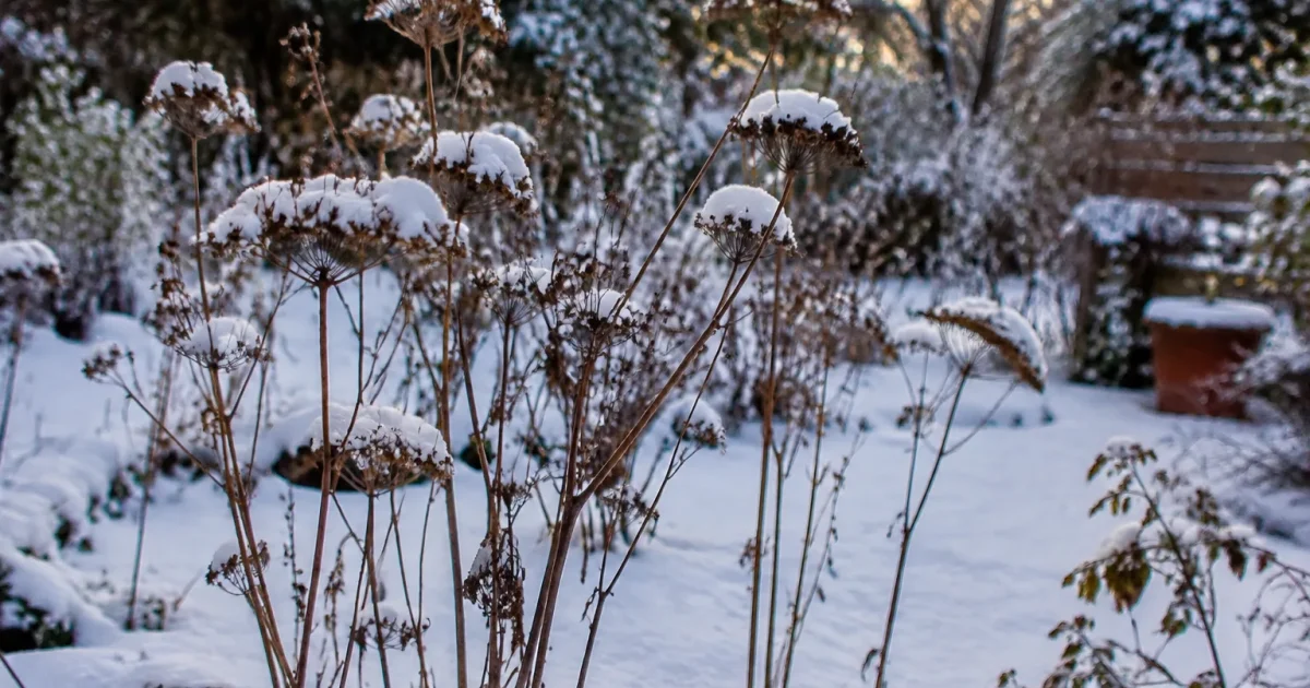 Hautes tiges seches debout dans un jardin enneige