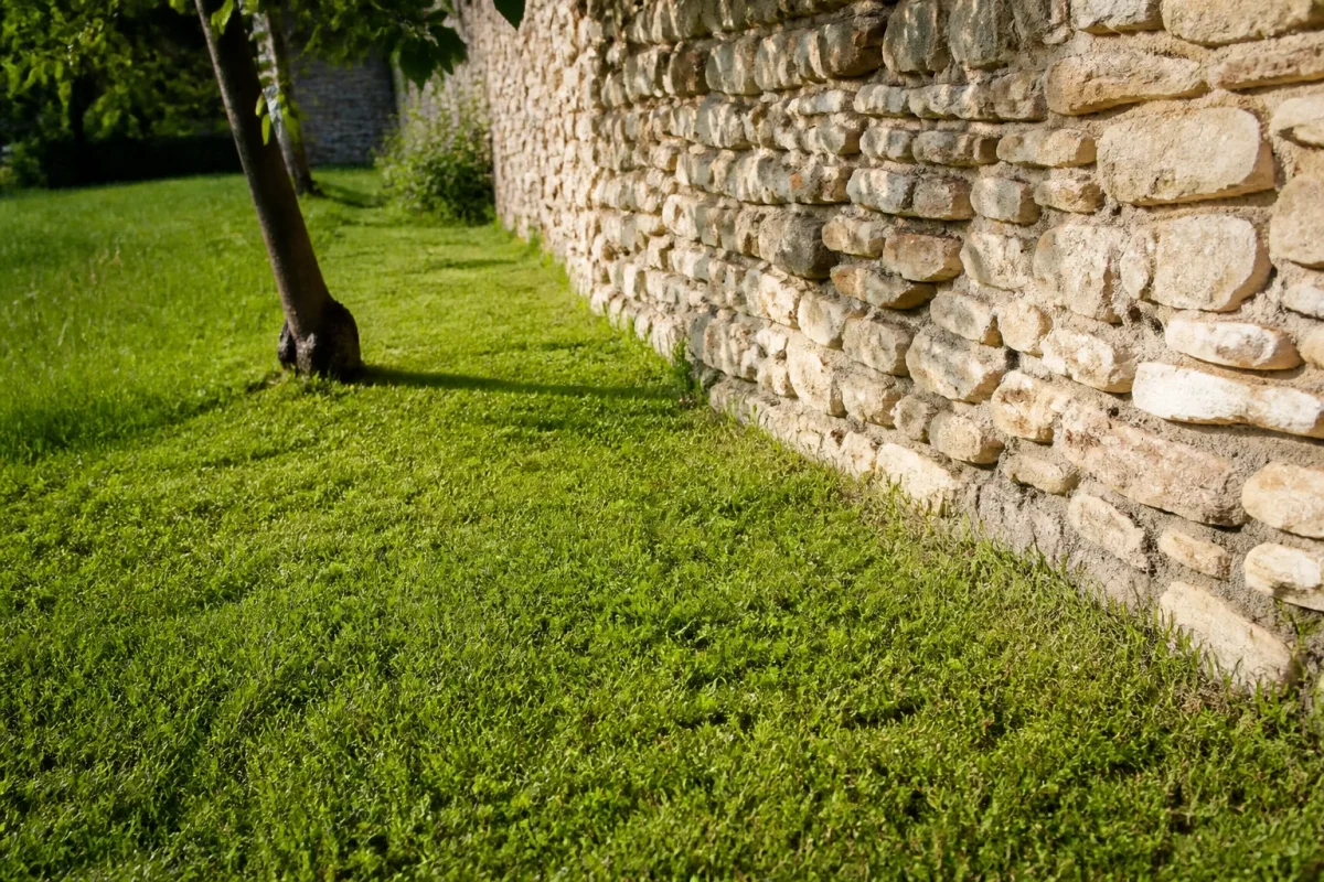 Herbe tondue pres dun mur en pierre