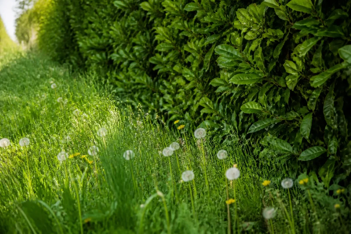 Herbes hautes et pissenlits au pied de la haie