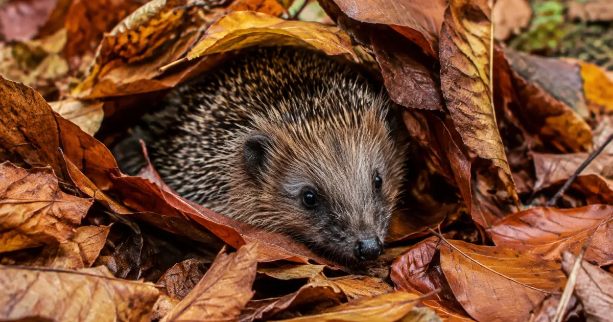 Herisson blotti sous un tas de feuilles