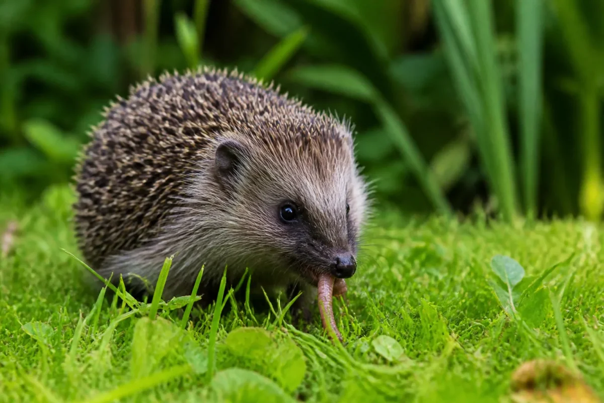 Petit herisson mangeant des vers dans jardin vert