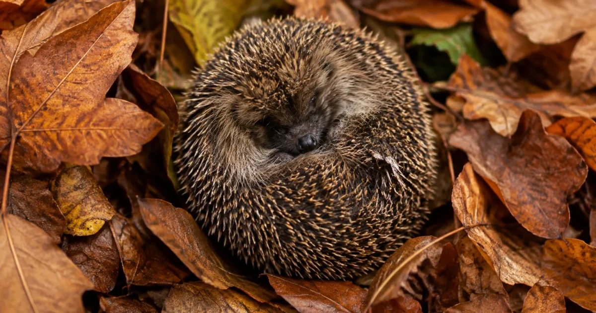Herisson roule en boule sur des feuilles mortes