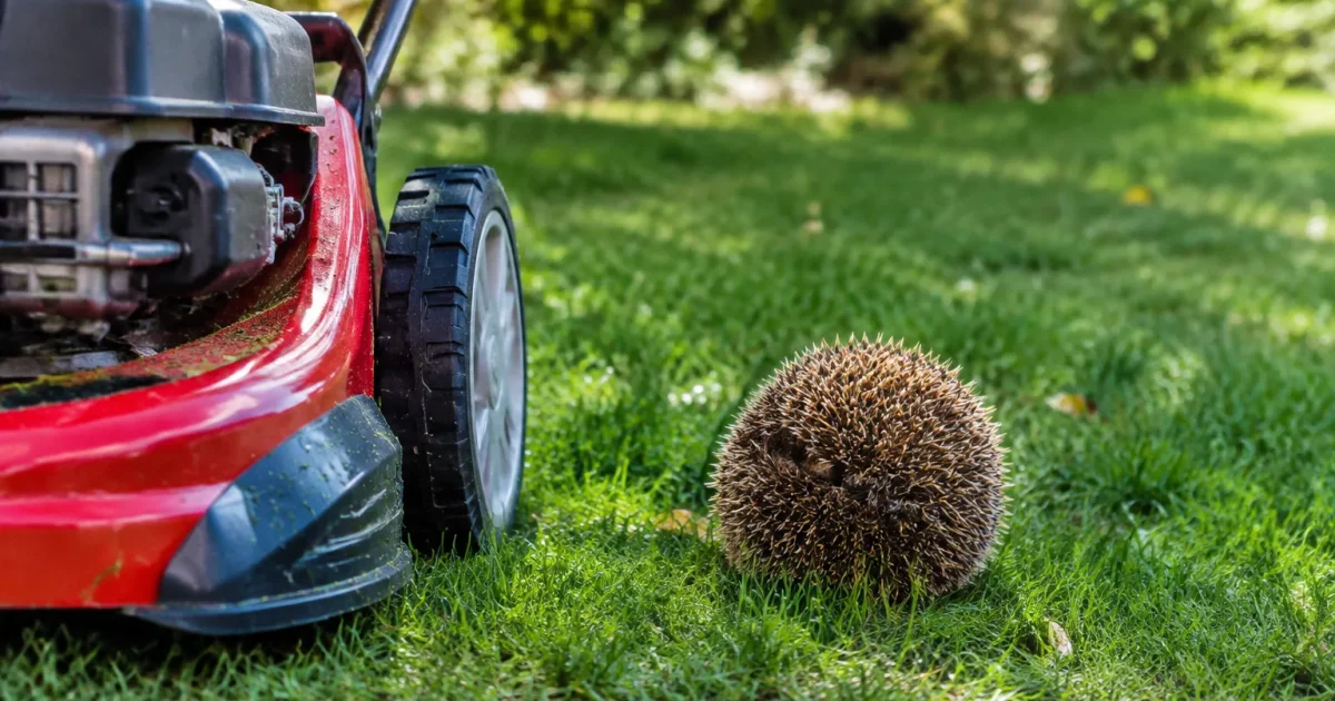 Herisson roule en boule pres dune tondeuse sur pelouse