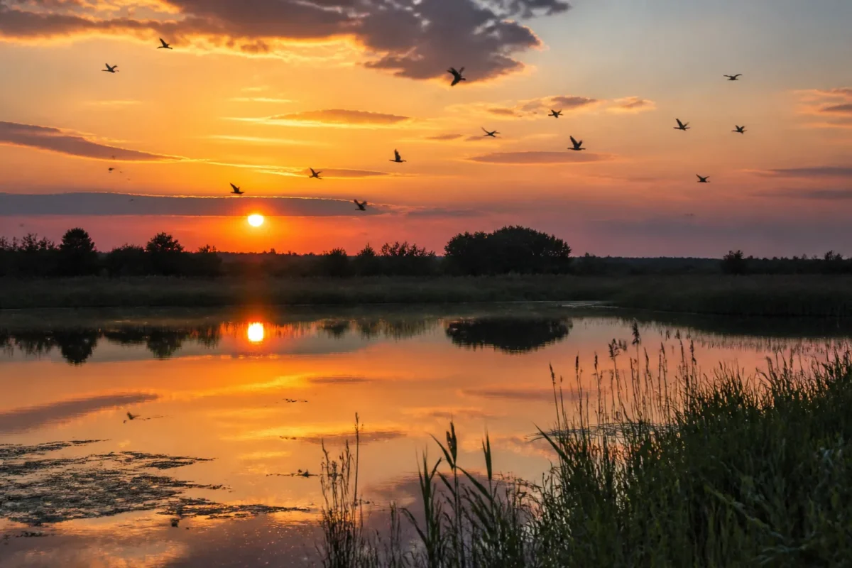 Hirondelles noires survolant un etang au coucher du soleil