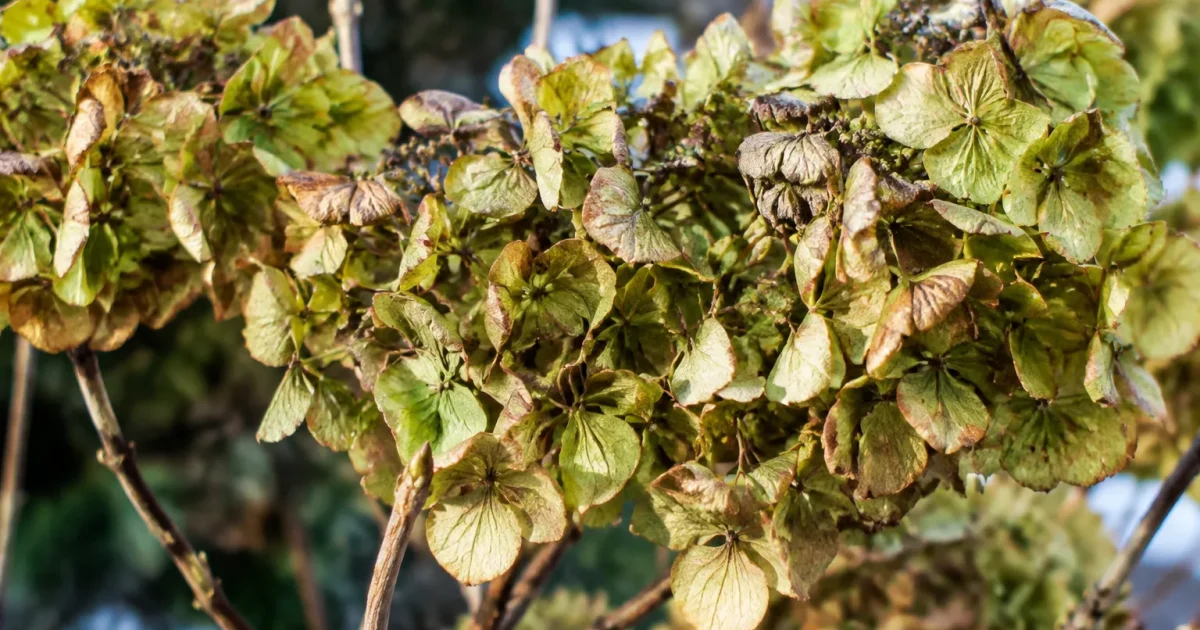 Fleurs vertes sechees hortensia recouvrant les bourgeons hiver