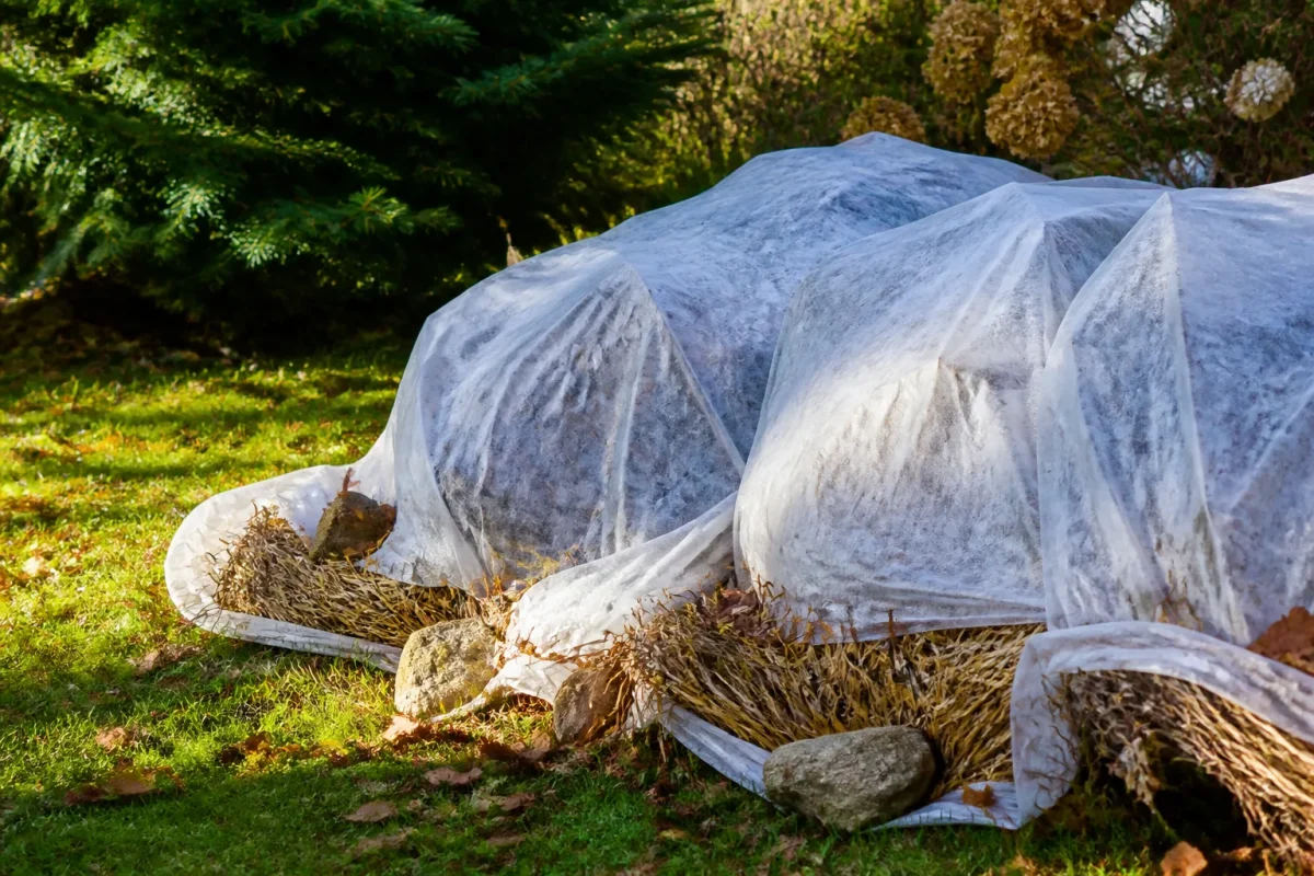 Hortensias recouverts paille voile blanc protection hivernale