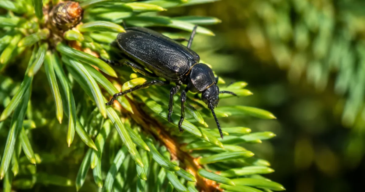 Insecte noir sur aiguilles vertes du sapin