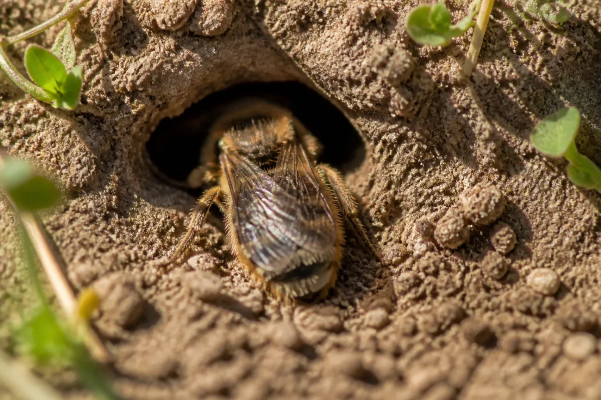 Insecte velu entrant dans un petit trou terreux