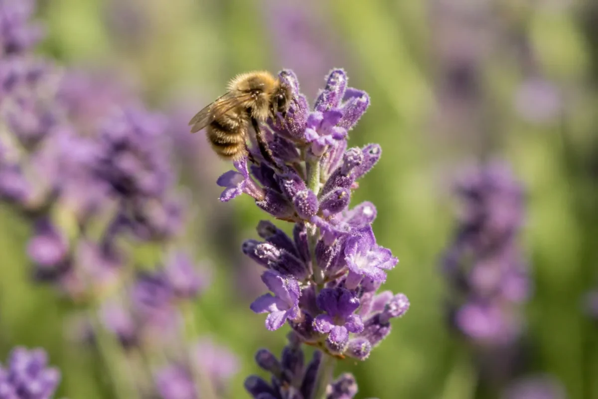 Petit insecte velu posé sur une fleur de lavande