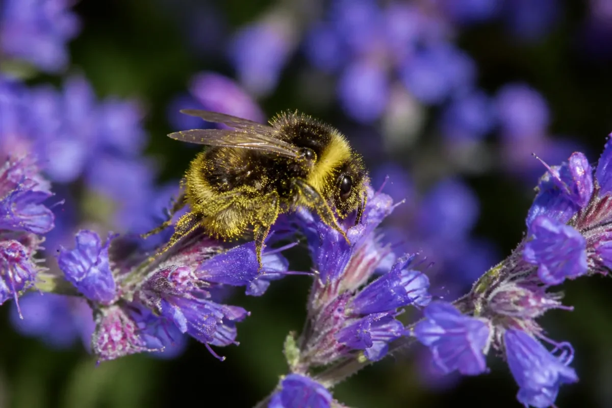 Insecte velu couvert de pollen jaune sur fleurs violettes