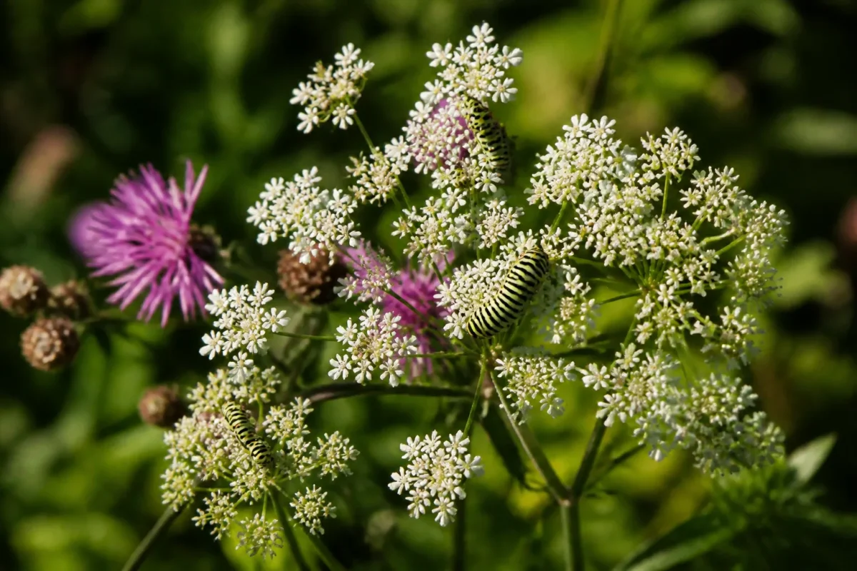Jardin naturel avec chenilles sur feuilles et fleurs sauvages