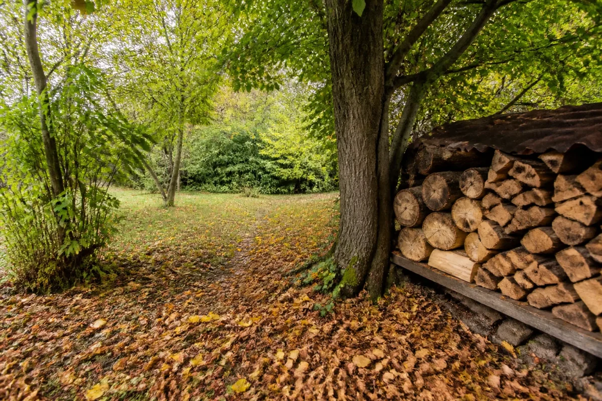 Jardin sauvage avec tas de bois et feuilles mortes