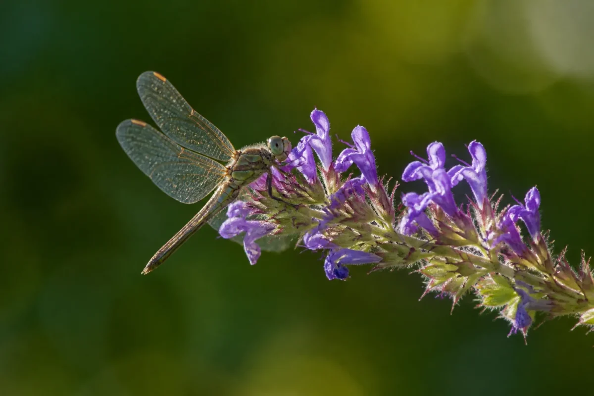 Jeune libellule aux ailes transparentes posee sur une fleur