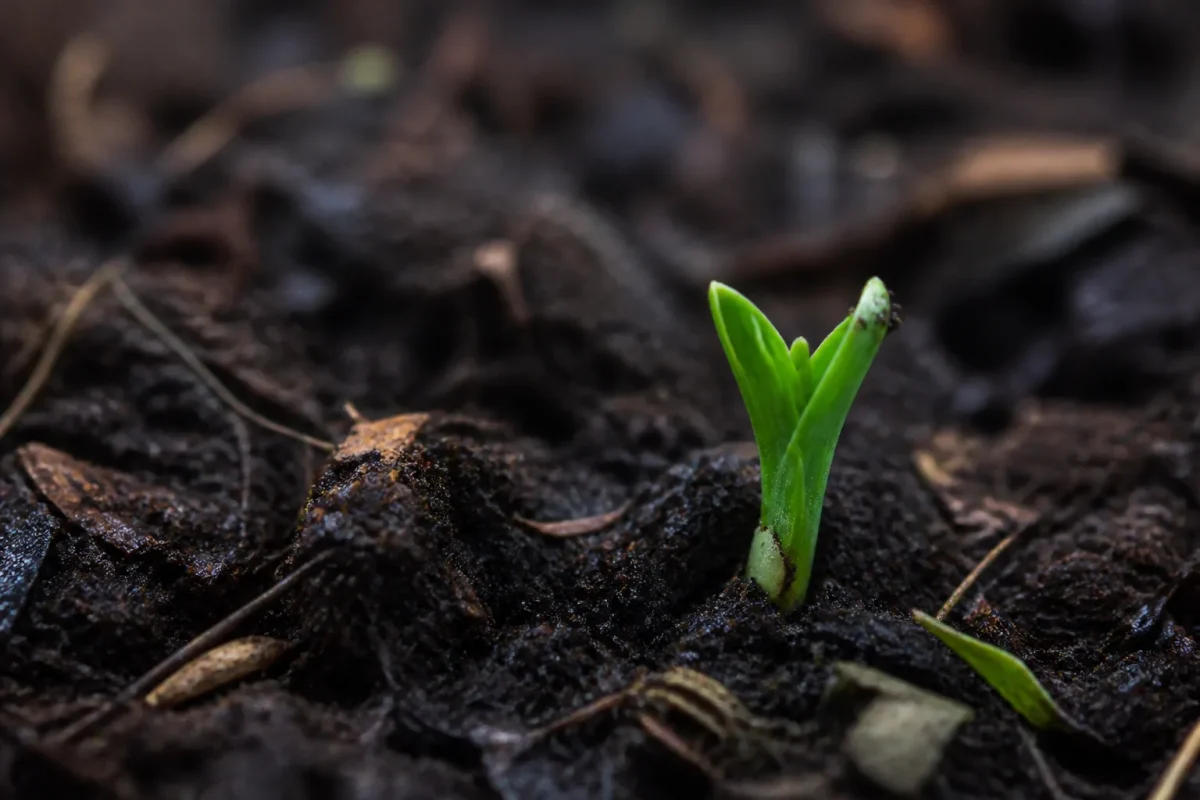 Jeune pousse verte sortant de terre humide au printemps