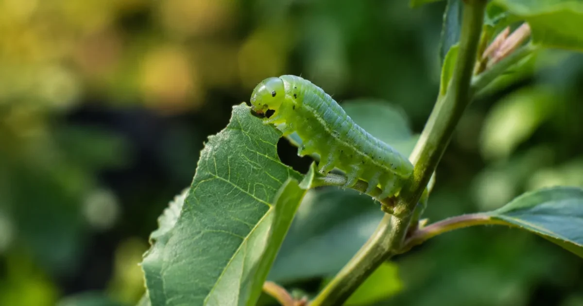 Une larve verte grignote une feuille sur une tige