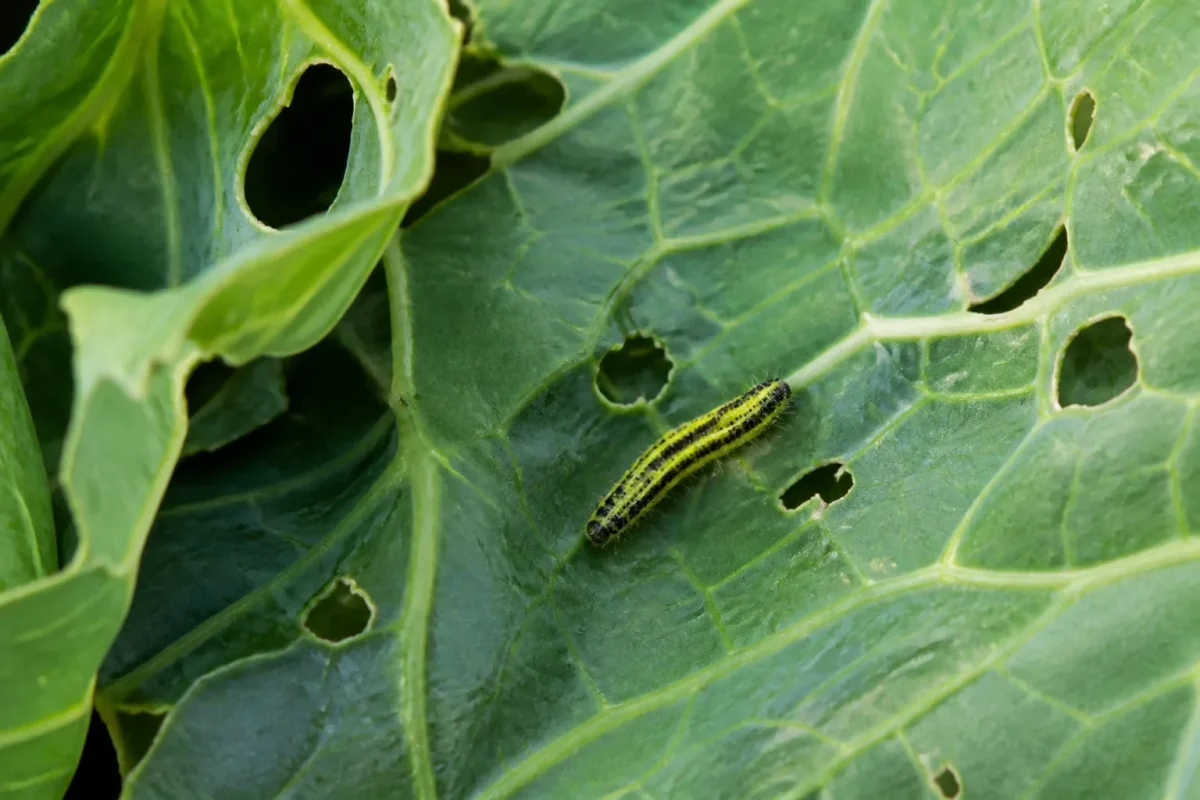 Larve verte striee sur feuille de chou