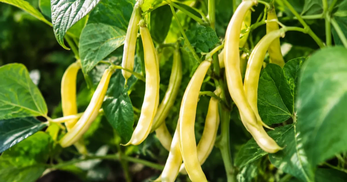Legumes jaune pale affaisses pendant des tiges courbees