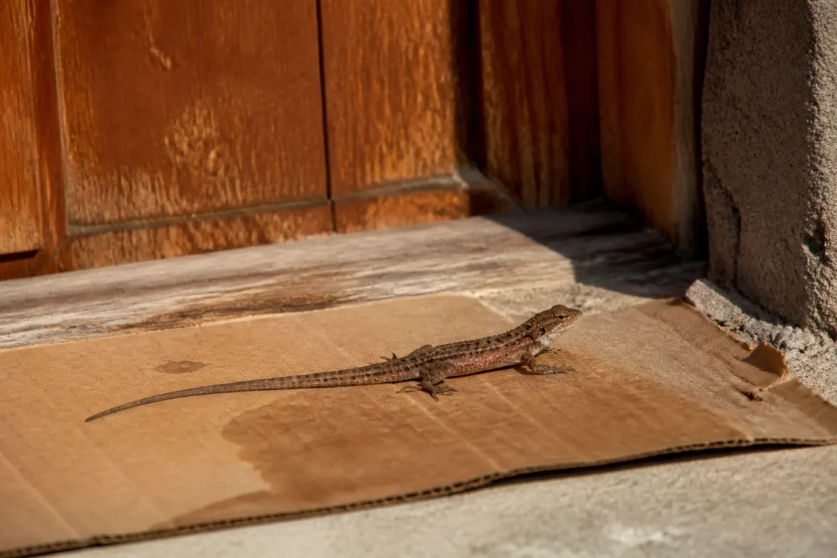 Lezard brun sur un carton pres dune porte