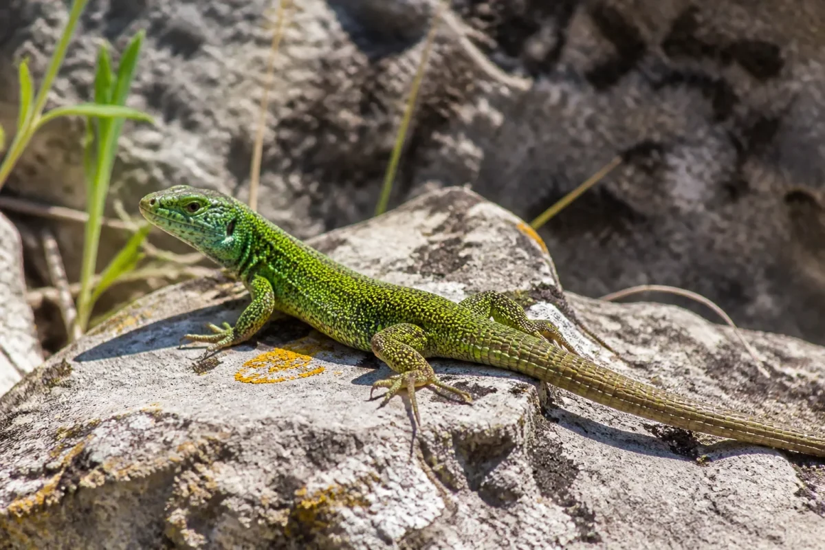 Lezard vert au dos brillant pose sur pierre ensoleillee