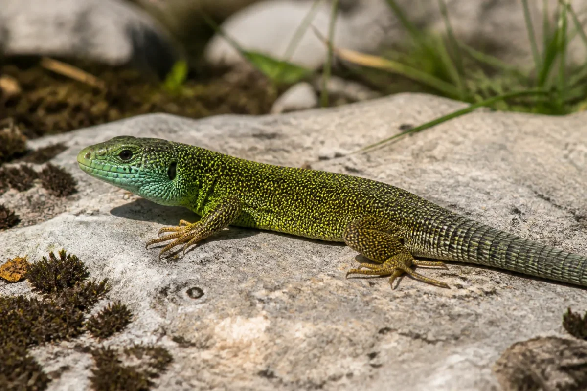 Lezard vert immobile sur une pierre plate ensoleillee