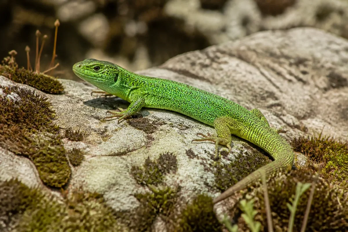 Lezard vert immobile sur rocher chauffe au soleil