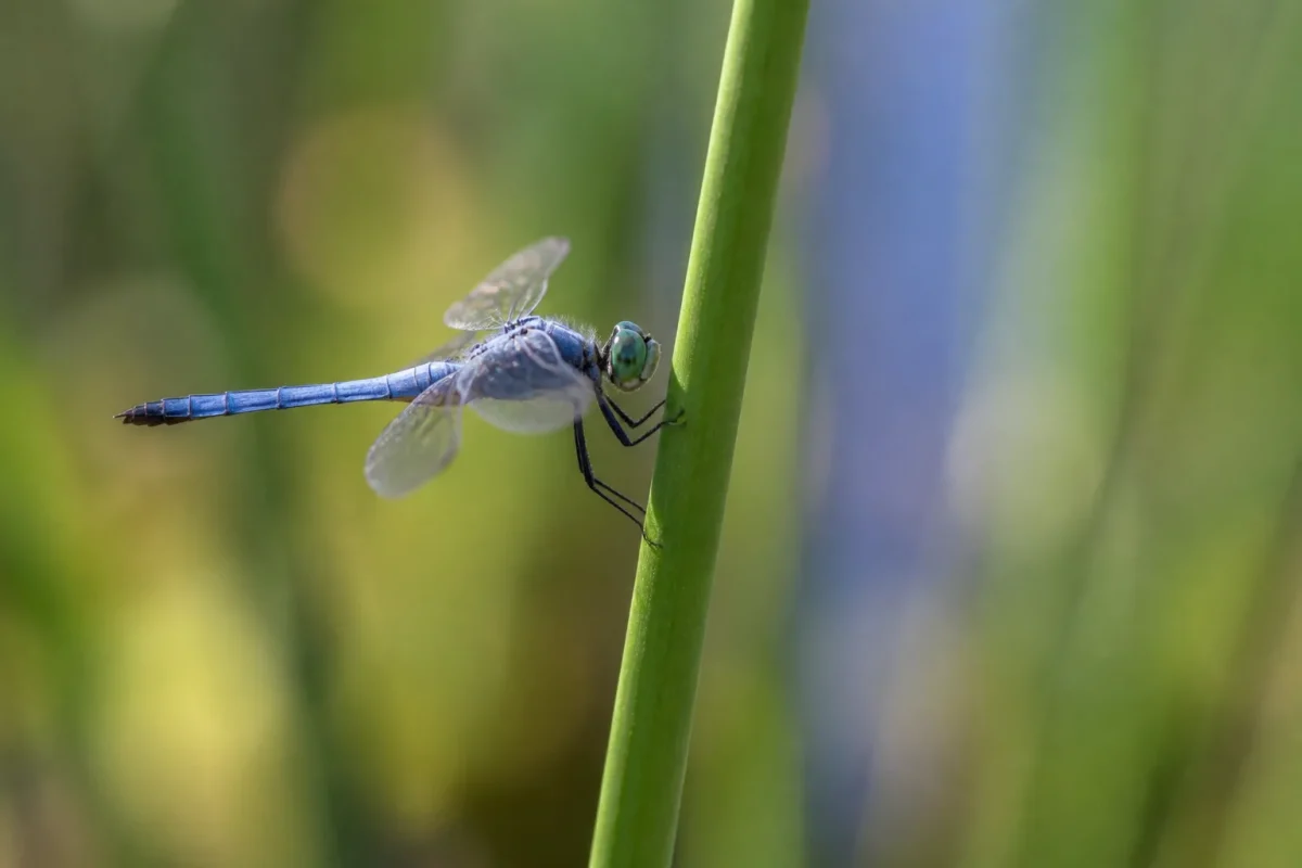 Libellule bleue perchee sur un roseau vert