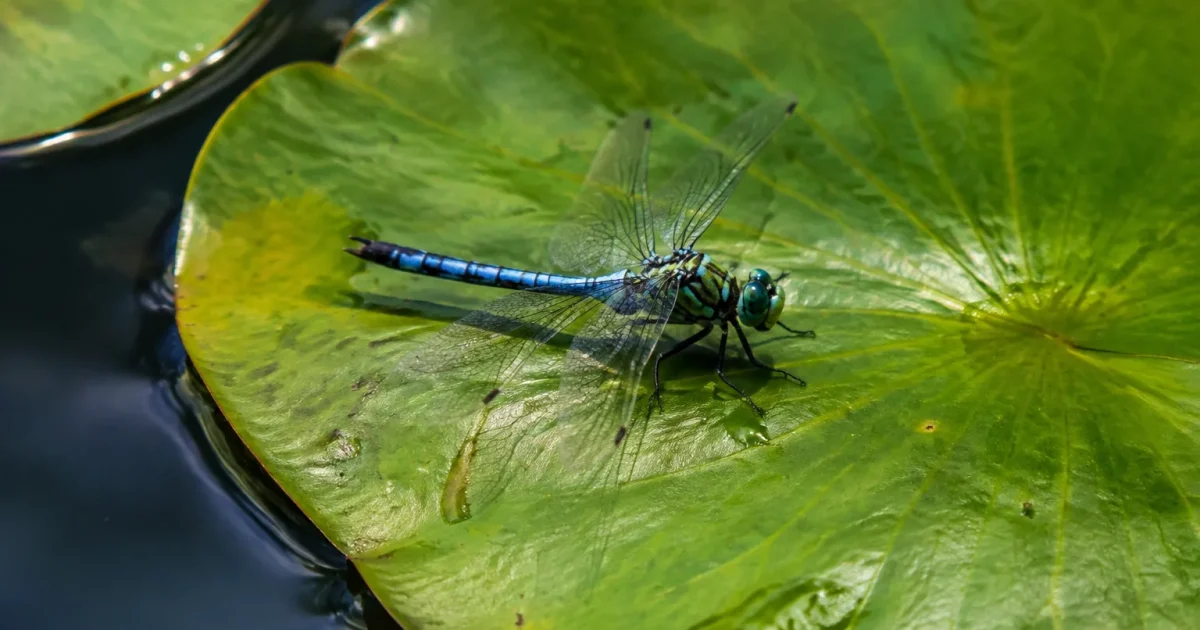 Libellule bleue posee sur une feuille de nenuphar