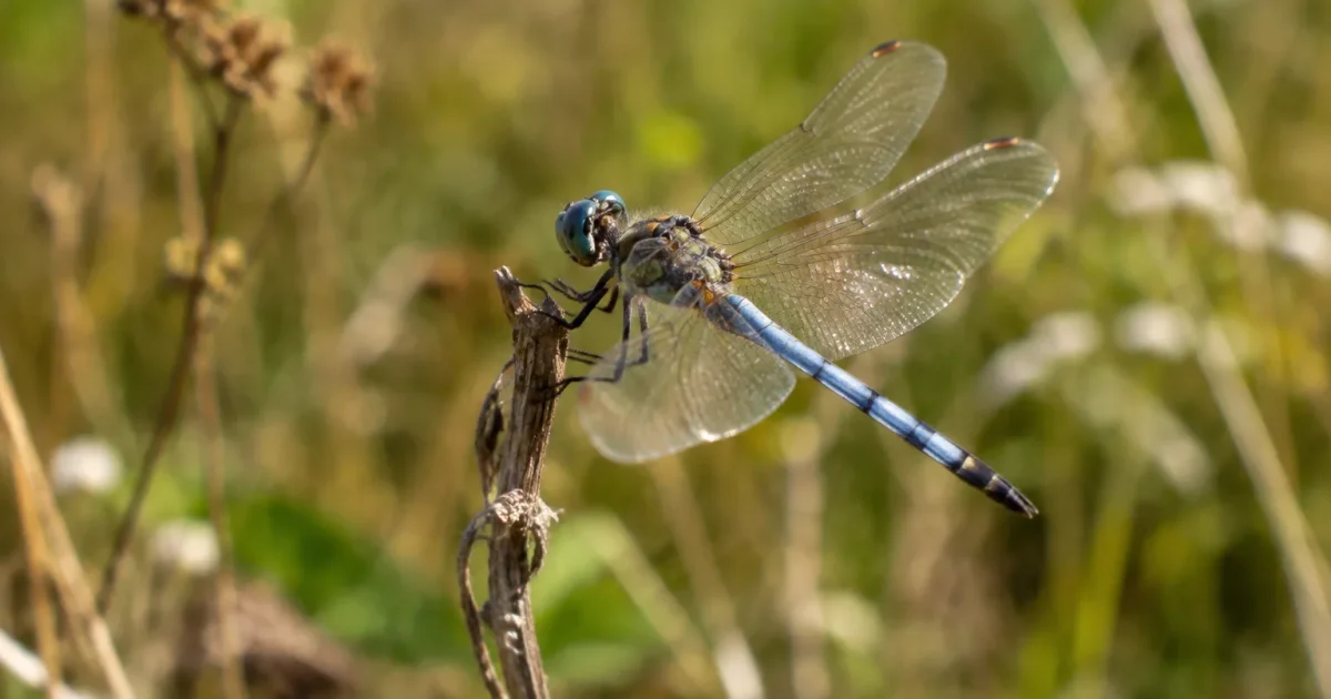 Libellule posee sur une tige seche dans un champ