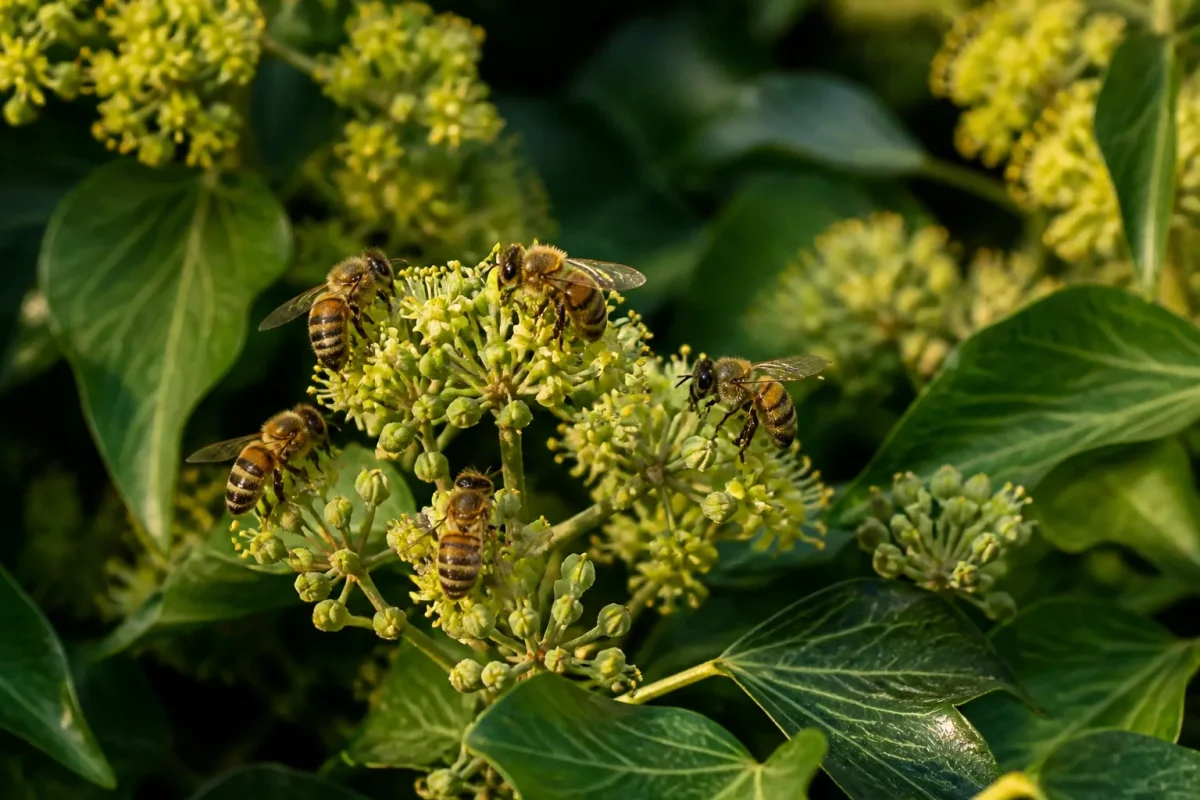 Lierre fleuri couvert de petites abeilles butinant au soleil