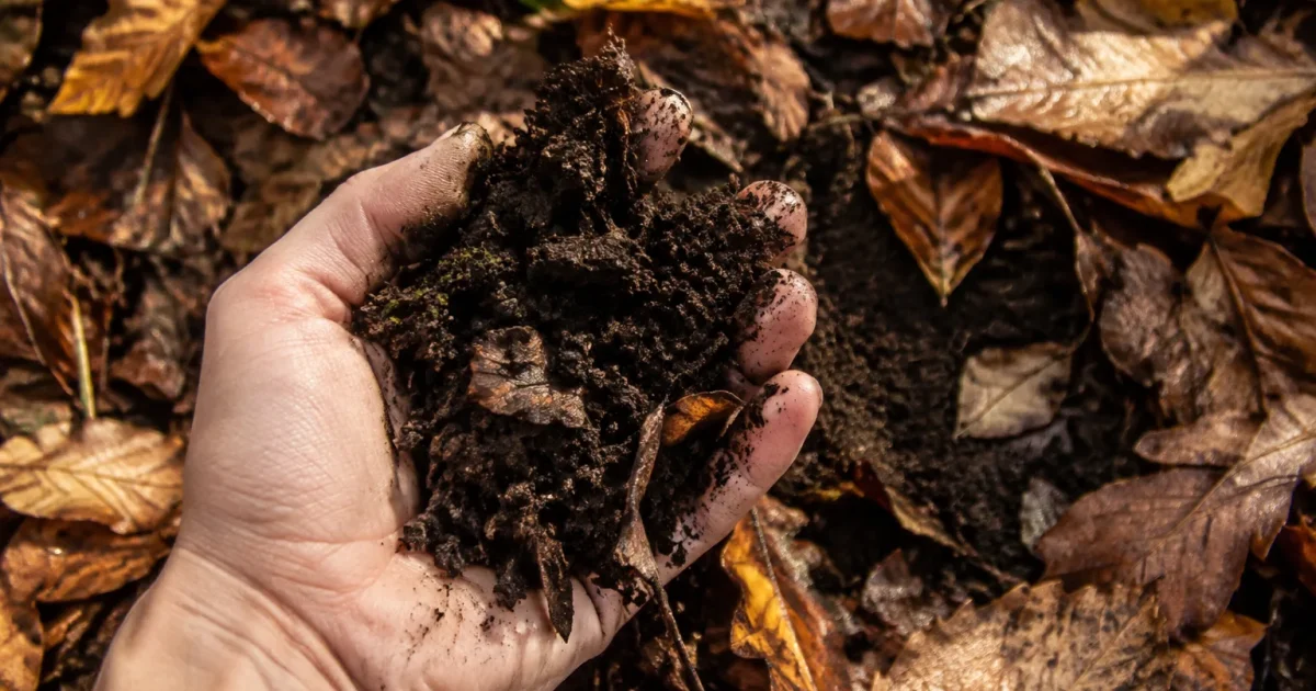 Une main souleve terre sombre couverte de feuilles mortes