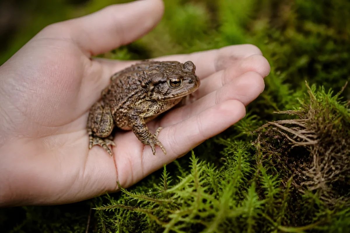 Une main tenant un crapaud brun sur mousse verte