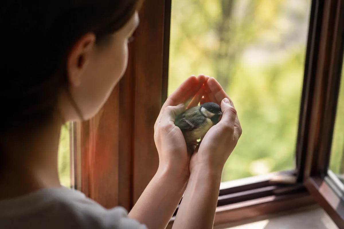 Mains douces tenant un oiseau pres de la fenetre