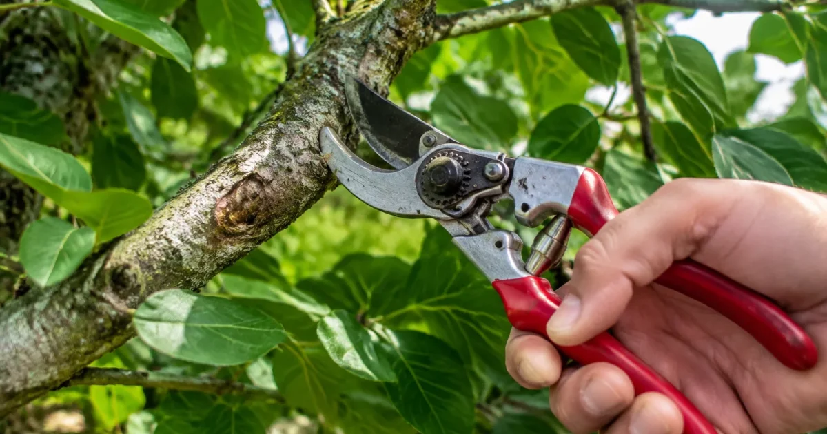 Mains tenant secateurs aupres de branche verte epaisse