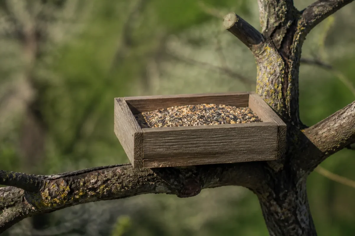 Mangeoire en bois remplie de graines sur branche