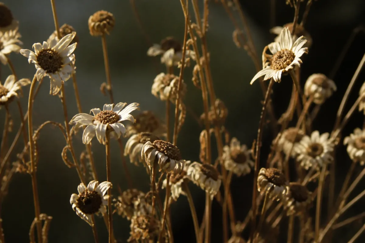 Marguerites blanches fanees et tiges seches dressees au soleil
