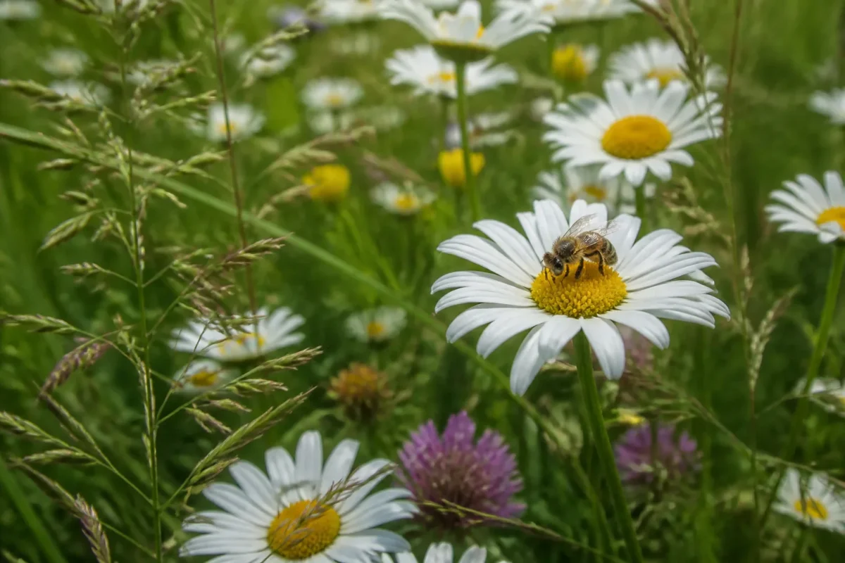 Marguerites simples et herbes sauvages, abeille butinant