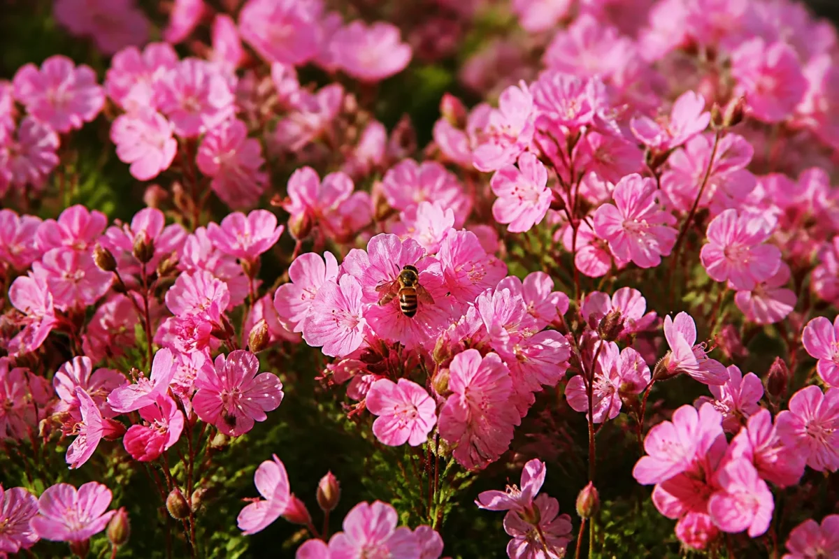 Massif de fleurs roses, une abeille butinant