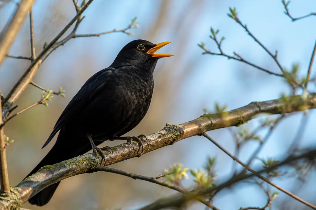 Merle noir bec ouvert sur une branche au matin