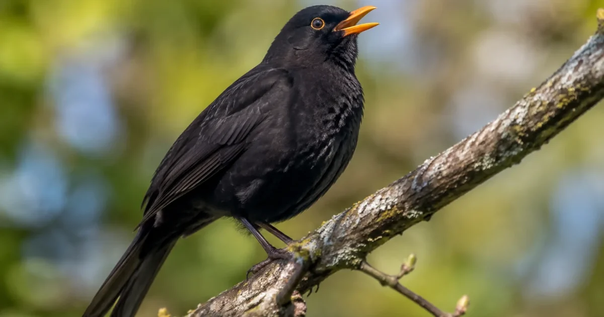 Un merle noir perche sur une branche, bec ouvert