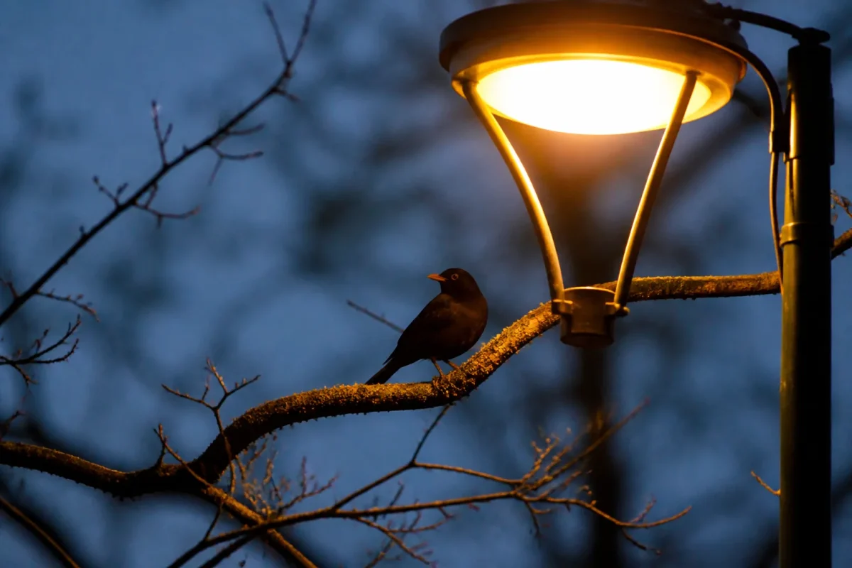 Merle noir perche sur une branche sous lampadaire allume