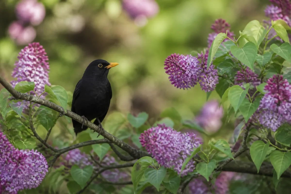 Merle noir perché sur une branche de lilas