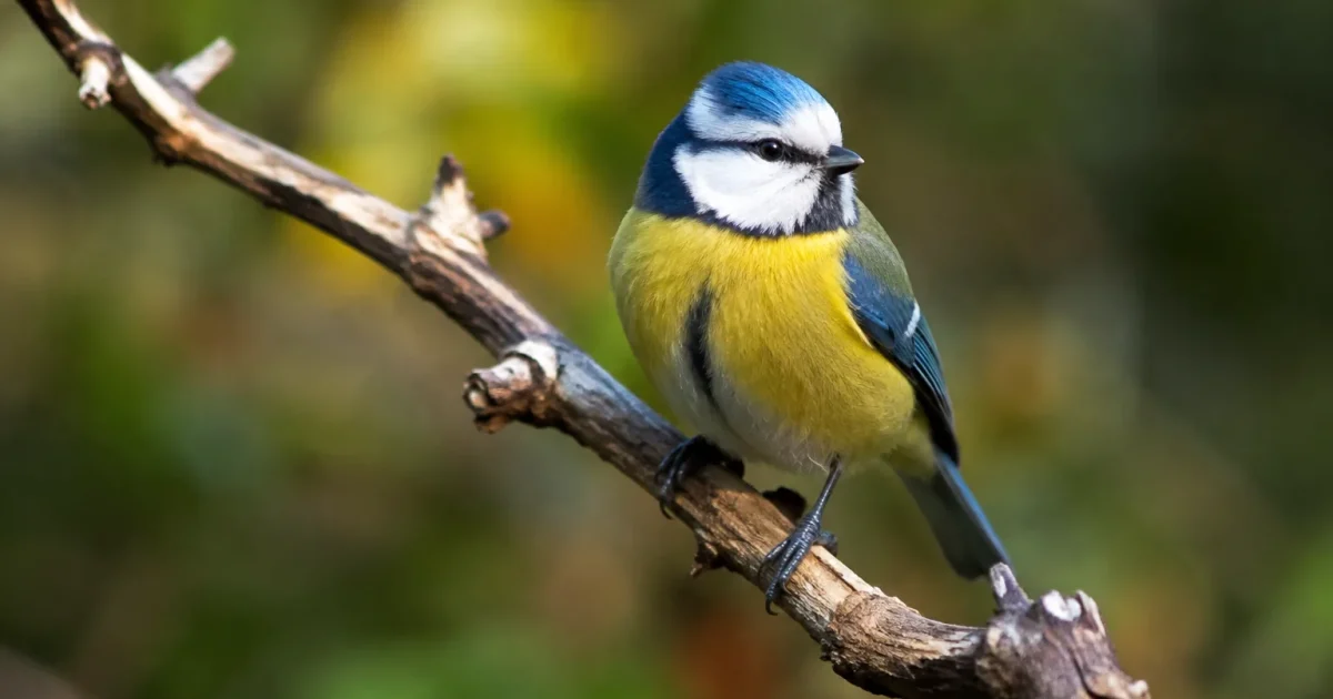 Mesange bleue perchee sur une branche seche