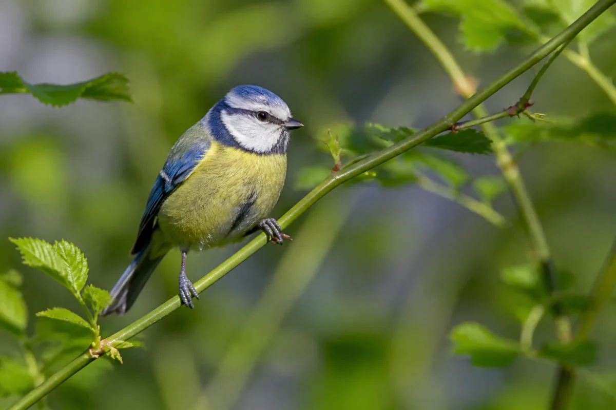 Mesange bleue perchee sur une tige verte ensoleillee