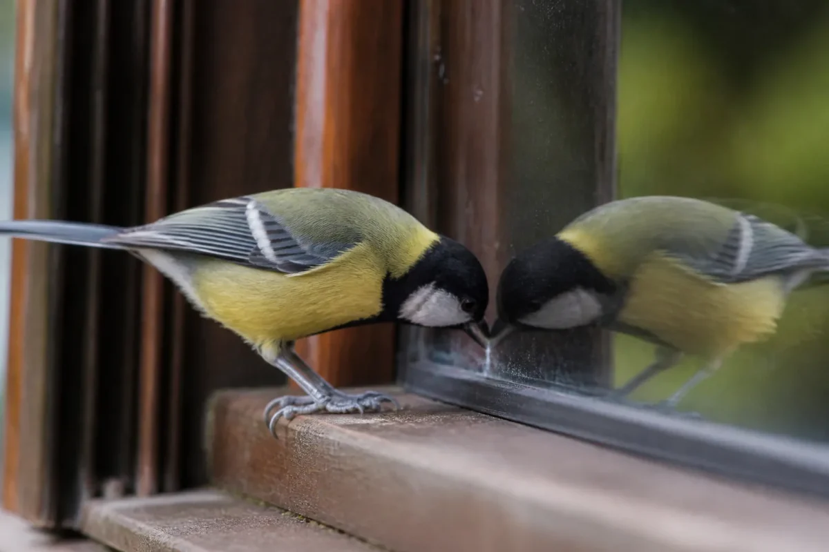 Mesange picorant son reflet sur une vitre