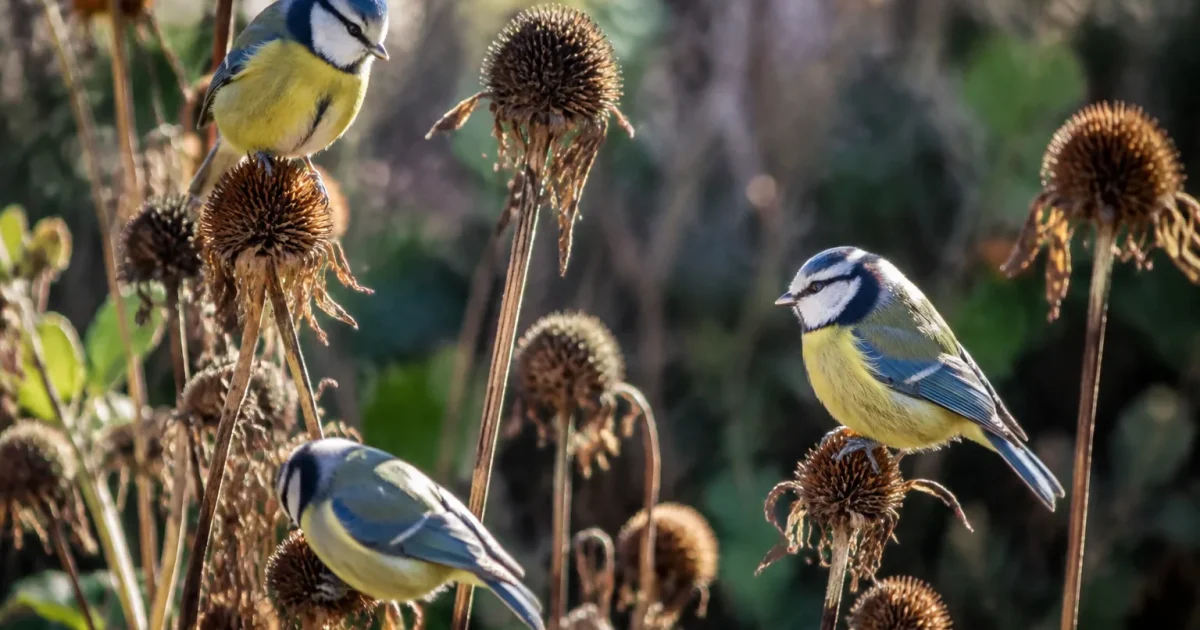 Mesanges perchees sur tiges seches de fleurs au jardin
