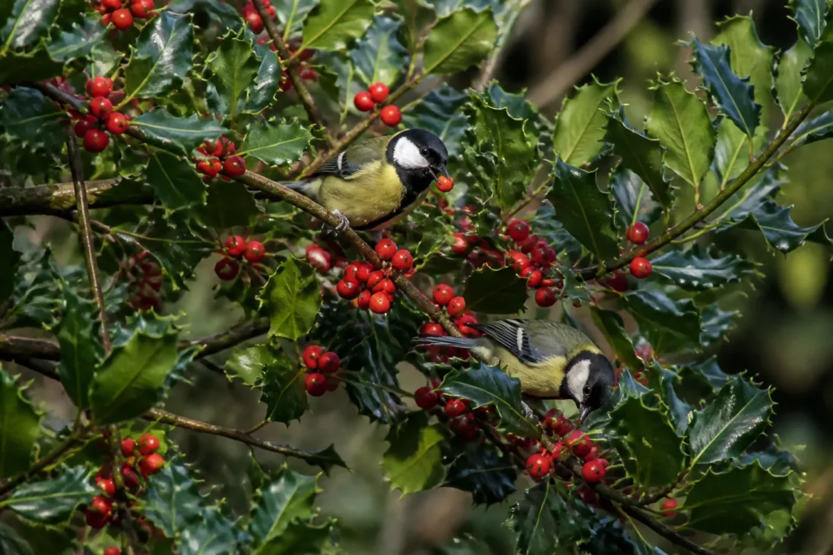 Mesanges picorant des baies sur un buisson vert