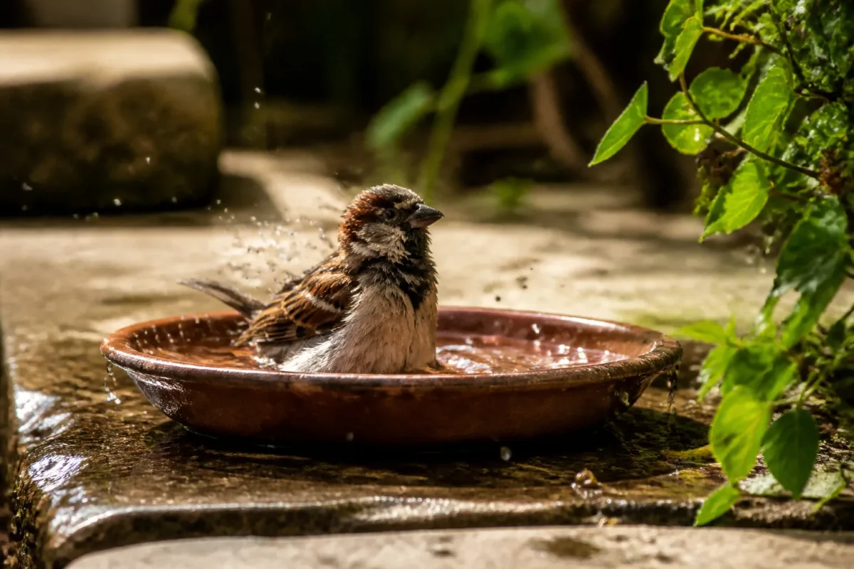 Moineau se baigne dans une coupelle peu profonde