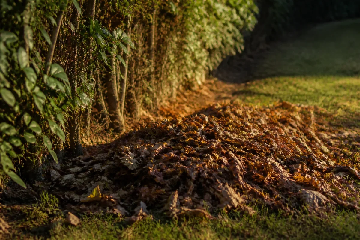 Monticule de feuilles mortes au pied d'une haie